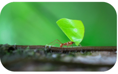 Consider the Humble Ant