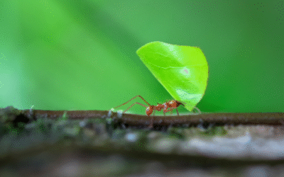 Consider the Humble Ant